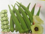 Hạt cây đậu bắp Trang Nông TN2 - gói 5gr